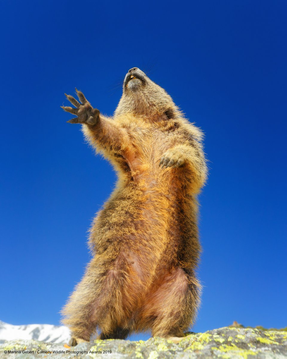 Позитивные фотки животных от Comedy Wildlife Photography Awards