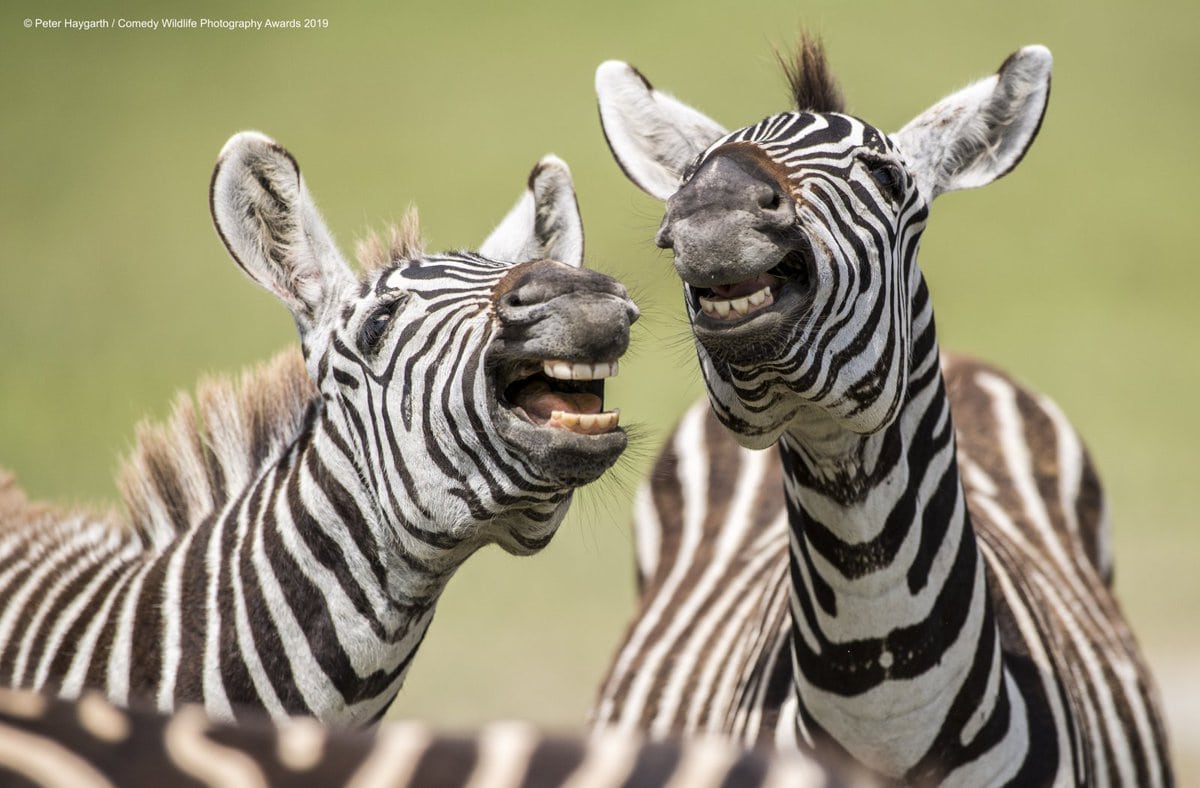 Позитивные фотки животных от Comedy Wildlife Photography Awards
