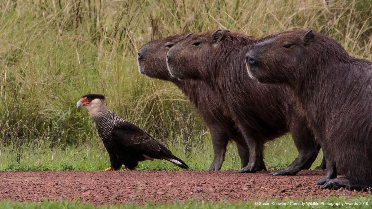 Позитивные фотки животных от Comedy Wildlife Photography Awards