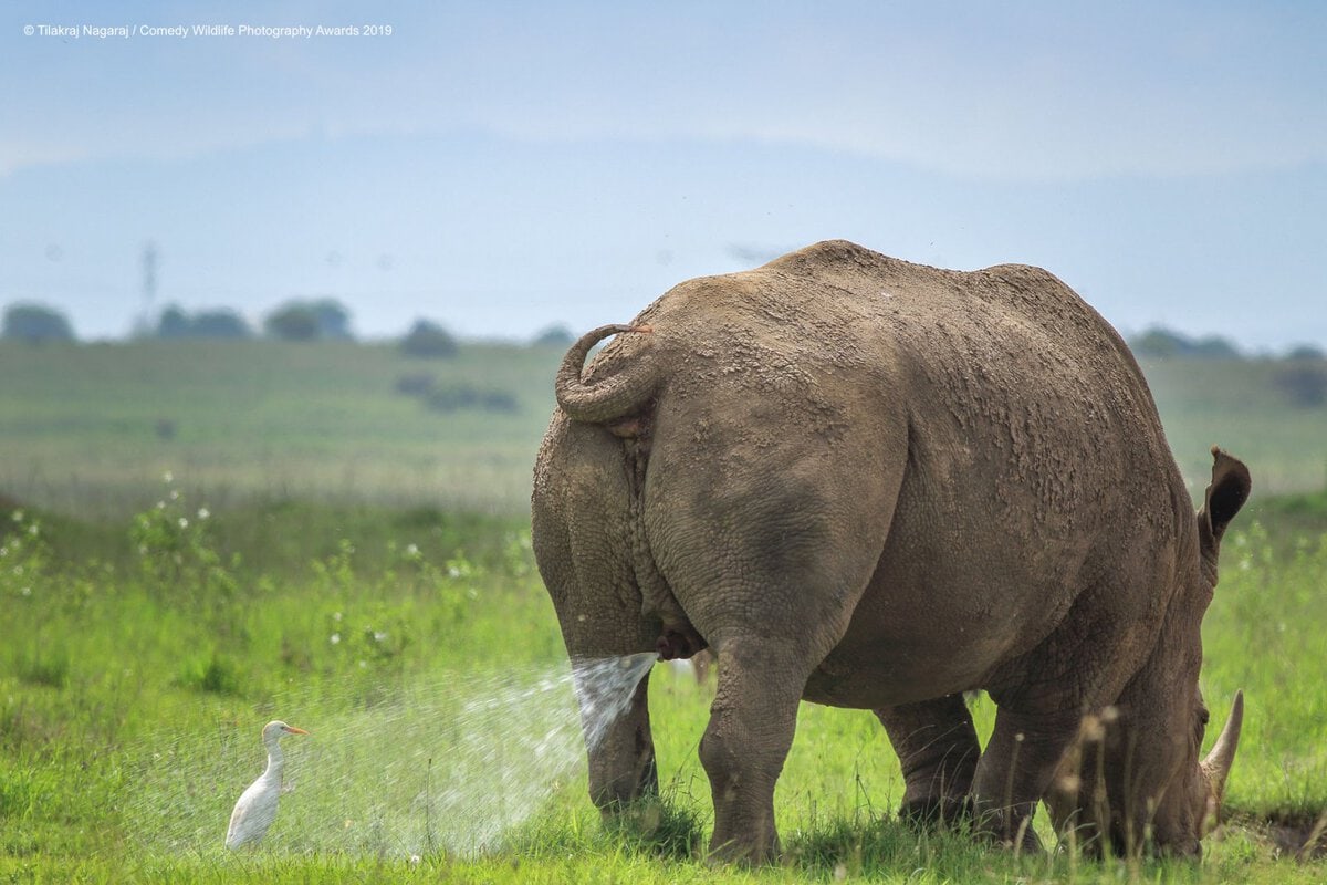 Позитивные фотки животных от Comedy Wildlife Photography Awards