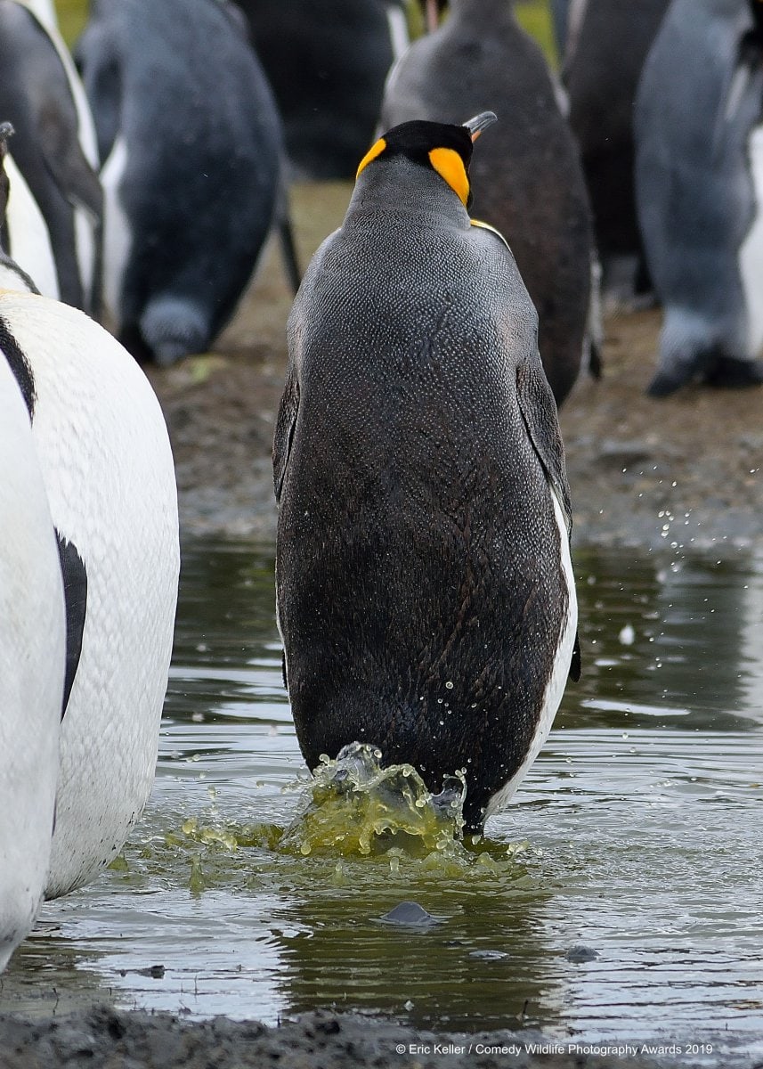 Позитивные фотки животных от Comedy Wildlife Photography Awards