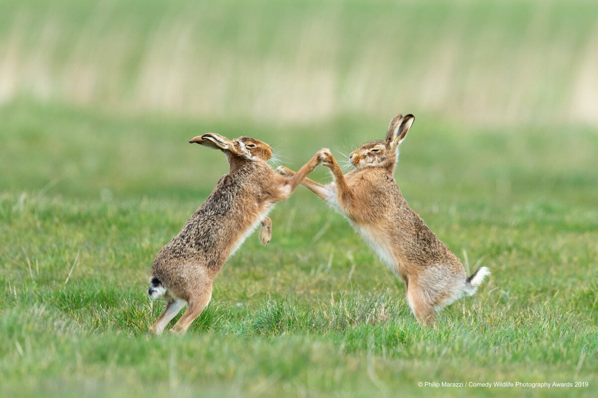 Позитивные фотки животных от Comedy Wildlife Photography Awards