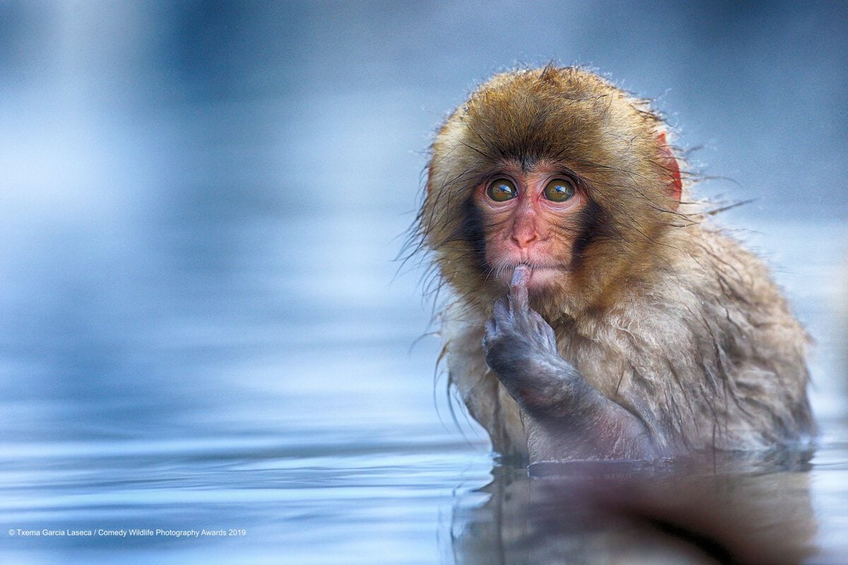 Позитивні фотки тварин від Comedy Wildlife Photography Awards