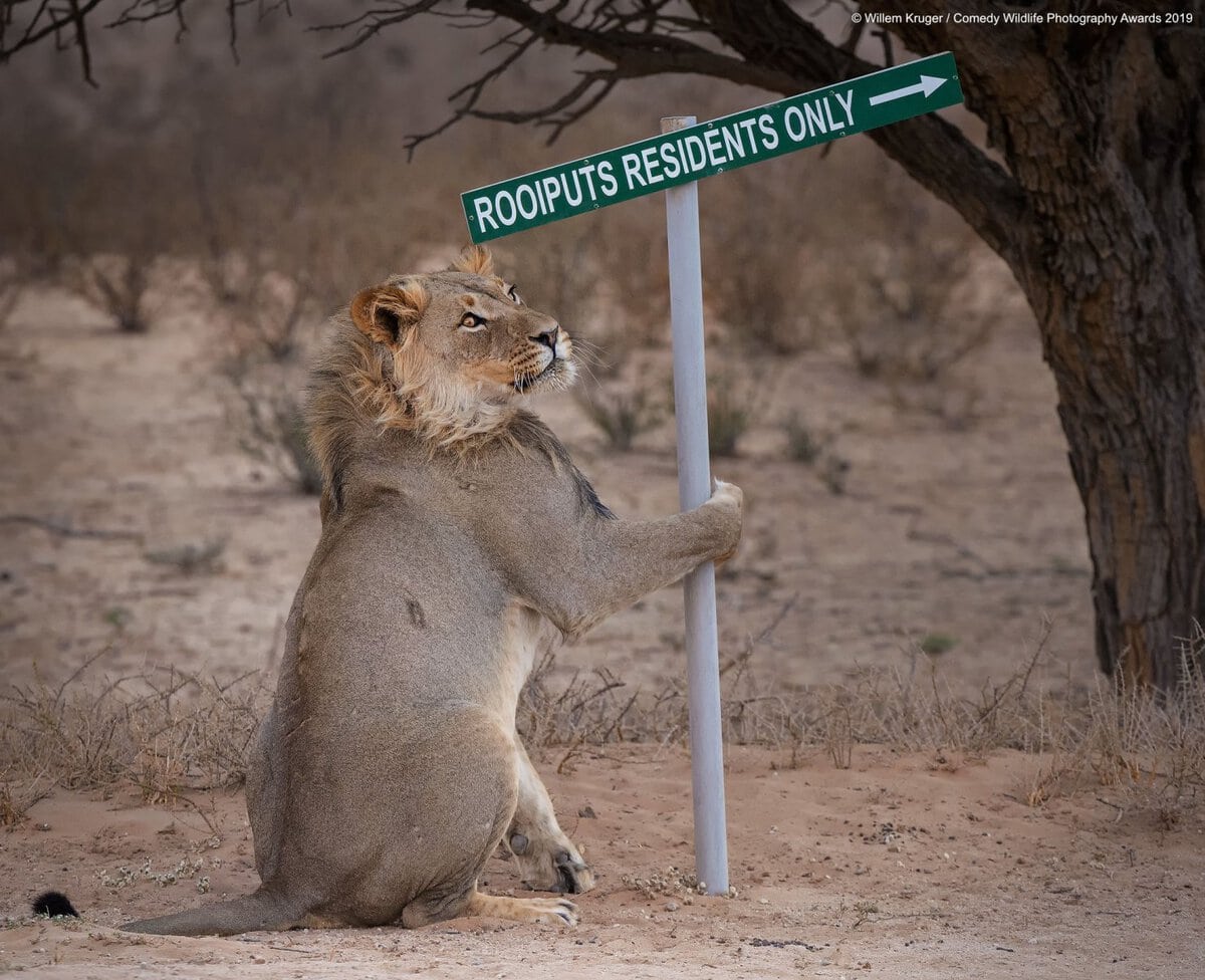 Позитивные фотки животных от Comedy Wildlife Photography Awards