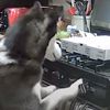 Собака породы хаски, решившая съесть пиццу, устроила пожар на кухне (видео)