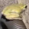 Лягушка устроила себе аттракцион на шланге (ВИДЕО)