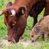 Маленького потерявшегося кабана усыновило стадо коров (ФОТО)