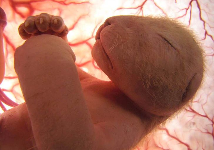 15 фотографій тварин в утробі матері