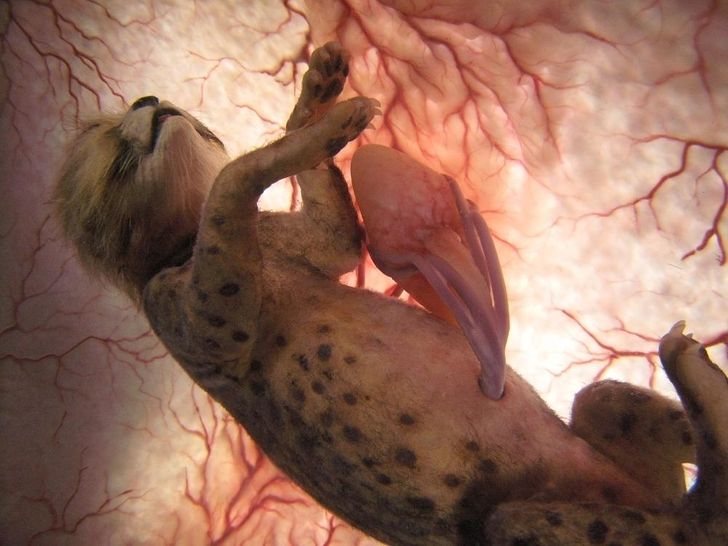 15 фотографий животных в утробе матери