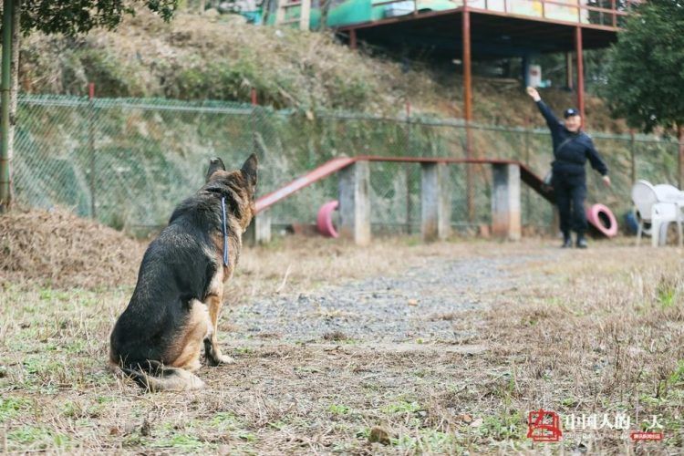 Полицейский открыл дом престарелых для служебных собак на пенсии