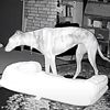 Розумний собака навчився робити собі двоспальне ліжко (ВІДЕО)