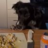 Собака съела еду, предназначенную для обучающего видеоролика (ВИДЕО)