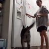 Стоит только хозяйке открыть холодильник, как её собака совершает дикие прыжки (ВИДЕО)