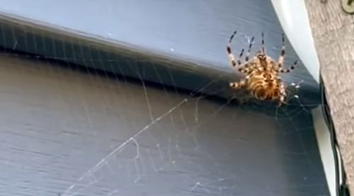 Невихований павук випорожнився на морду кішки (ВІДЕО)
