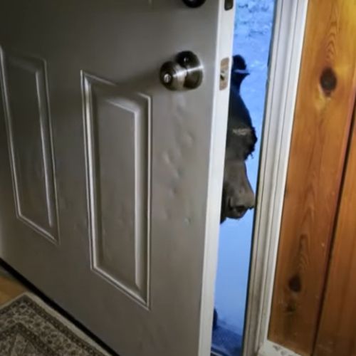 Ведмідь послухався домогосподарку, яка веліла йому зачинити двері (ВІДЕО)