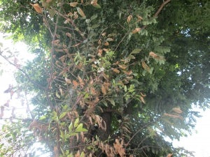 В Черкассах расцвели вишни (фото)