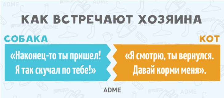 11 фундаментальних відмінностей собак від котів