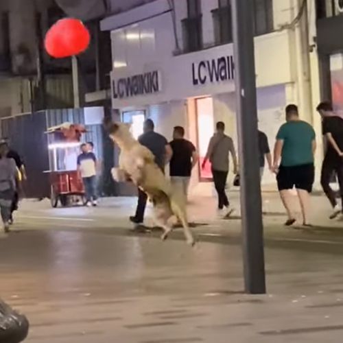 Бездомная собака принялась играть с воздушным шаром в форме сердца (ВИДЕО)