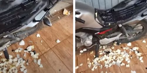 Питбуль добрался до хозяйского мотоцикла и уничтожил сиденье (ВИДЕО)