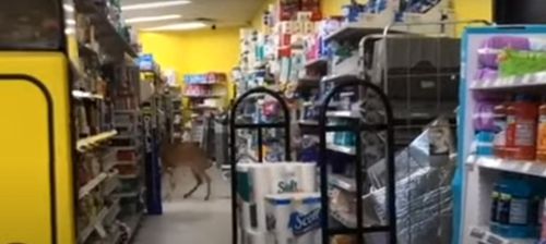 Олень, явившийся в магазин, напугал покупателей и напугался сам (ВИДЕО)