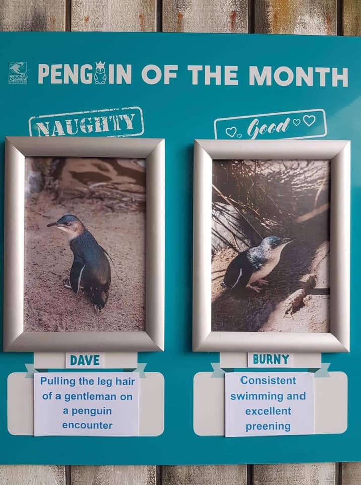 Плохие и хорошие "мальчики": для пингвинов создали доску почета