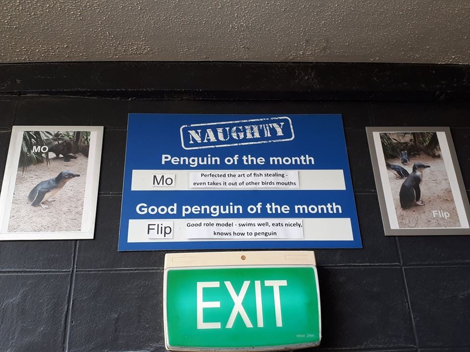 Погані та добрі "хлопчики": для пінгвінів створили дошку пошани