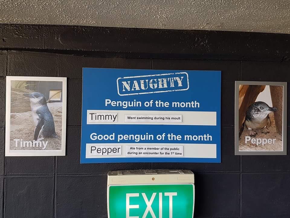 Погані та добрі "хлопчики": для пінгвінів створили дошку пошани