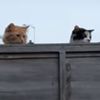 Кошки принялись шпионить за собакой, появившейся по соседству (ВИДЕО)