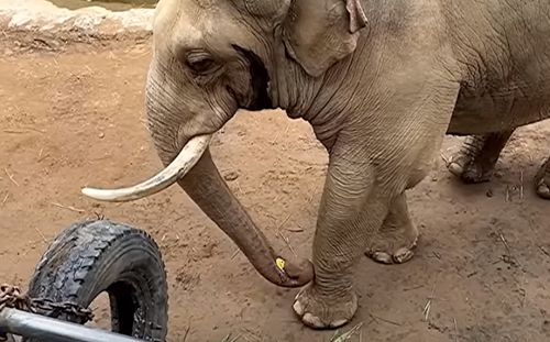 Добрый слон вернул ребёнку ботинок, упавший в вольер (ВИДЕО)