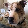 С помощью краски пёс стал похож на леопарда (ВИДЕО)