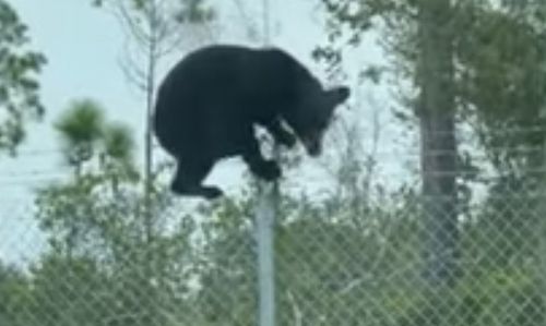 Чтобы перелезть через забор и попасть на базу ВВС, медведю потребовалось несколько секунд (ВИДЕО)