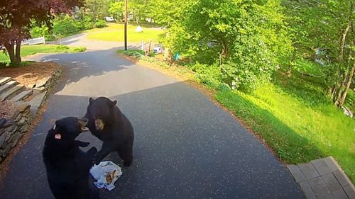 Медведи не только украли мусор, но и подрались из-за него (ВИДЕО)
