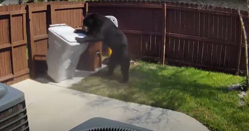 Ведмідь виявився досвідченим грабіжником і вкрав мішок зі сміттям (ВІДЕО)