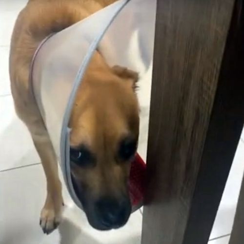 Пес у медичному комірі забув, як треба рухатися (ВІДЕО)