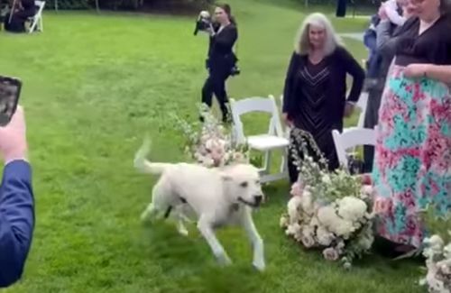 Наречений спробував зробити собаку вихованим учасником весілля, але вихованець врізався у мікрофон (ВІДЕО)