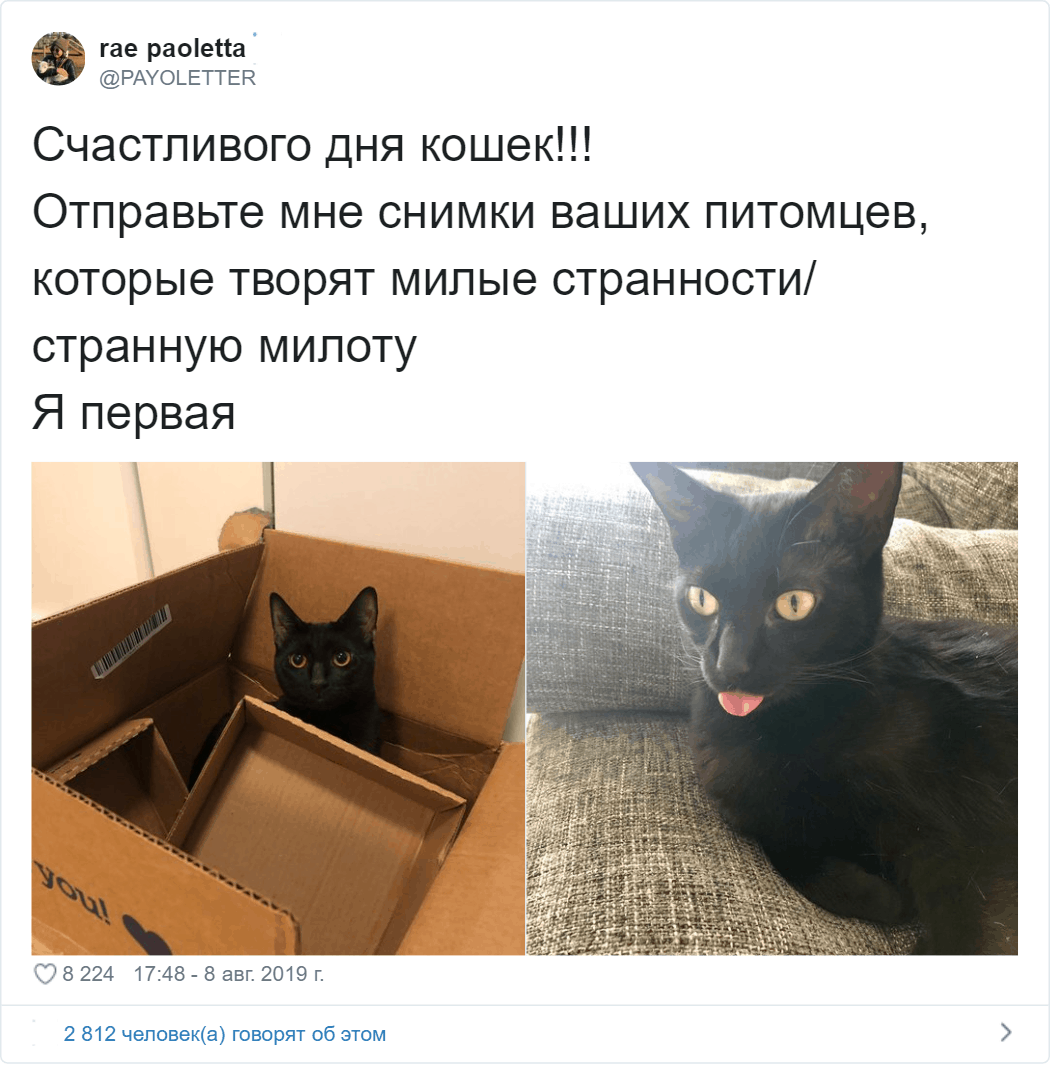 Потешные коты, которые ведут себя очень странно