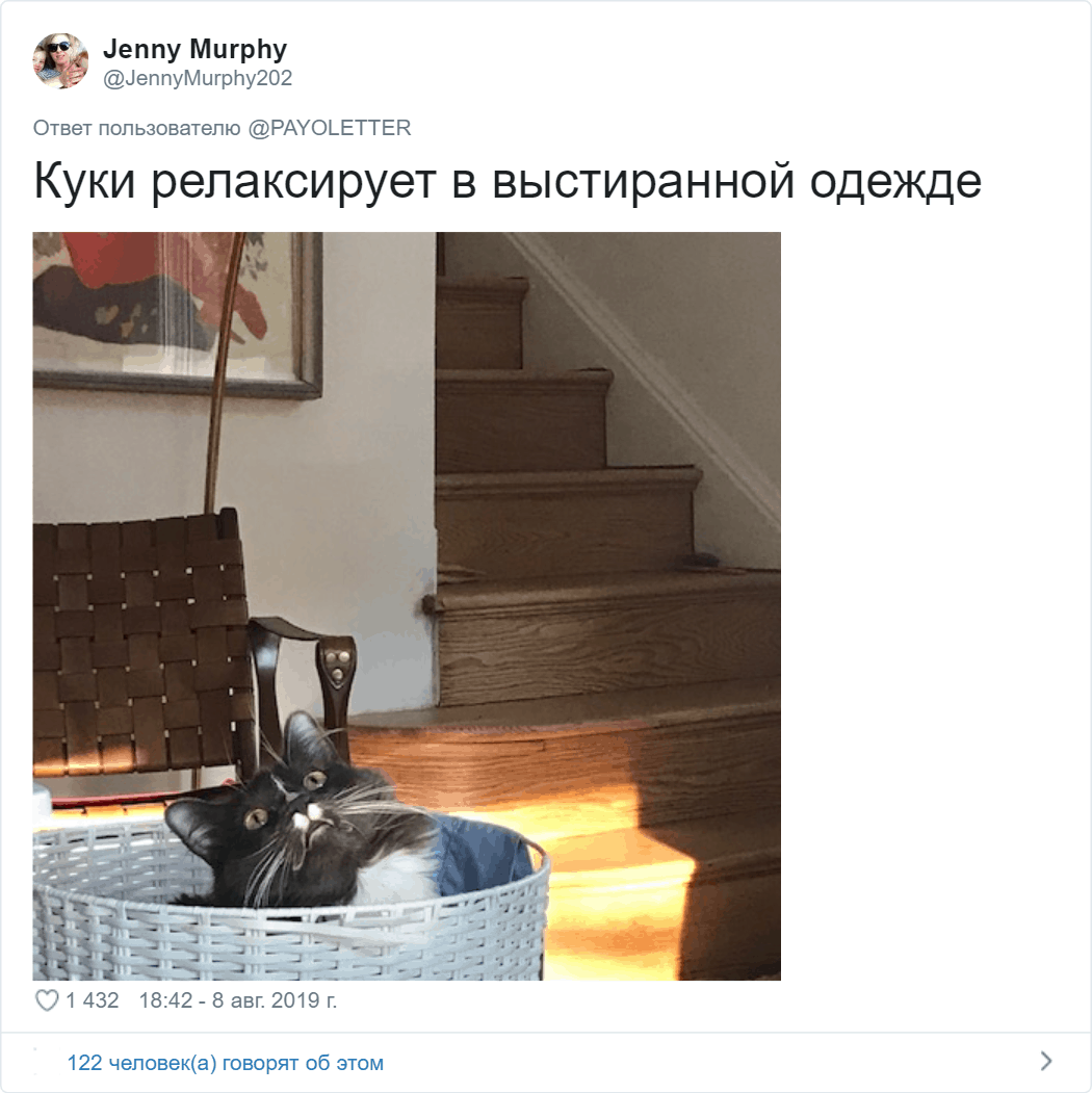 Потешные коты, которые ведут себя очень странно