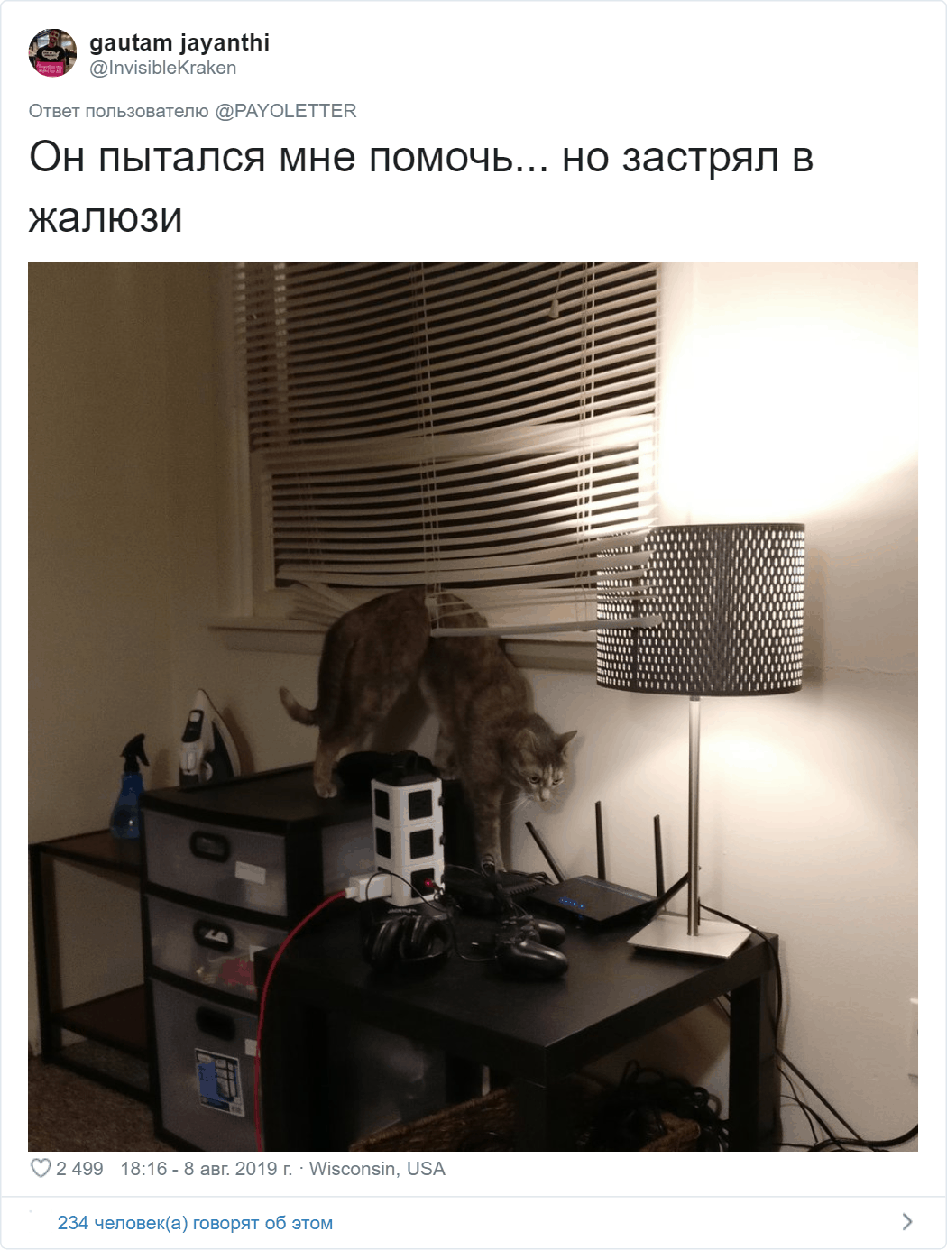 Потешные коты, которые ведут себя очень странно