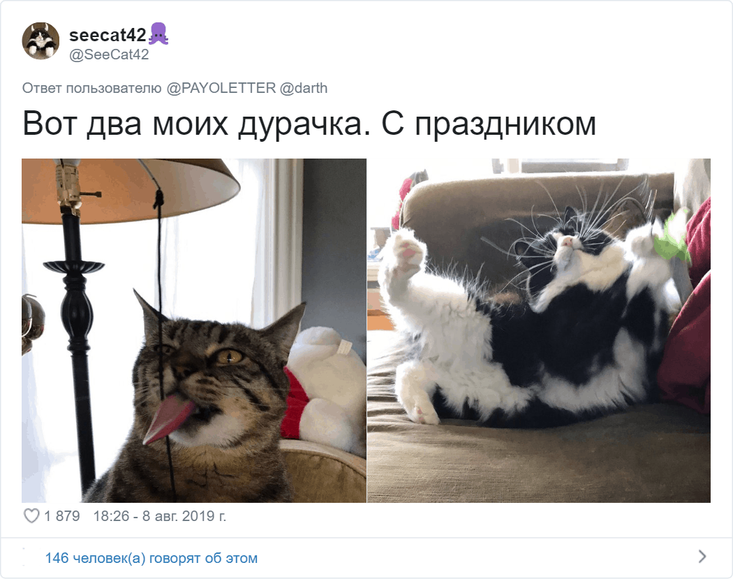 Потешные коты, которые ведут себя очень странно