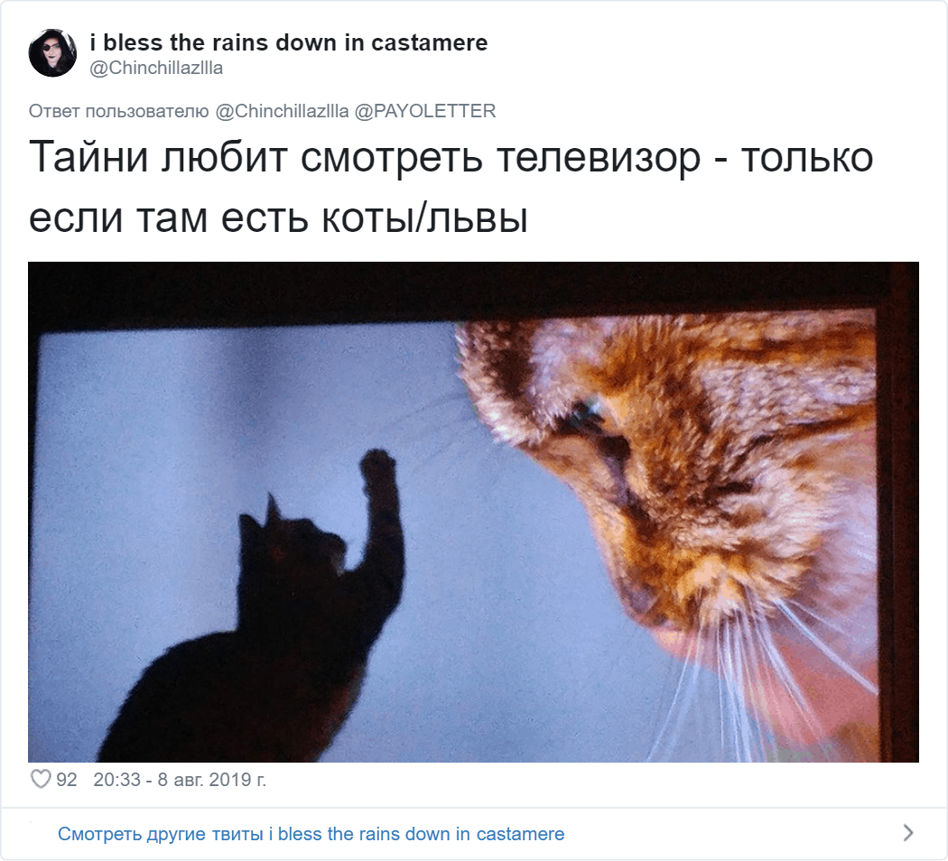 Вопросы кота хозяину