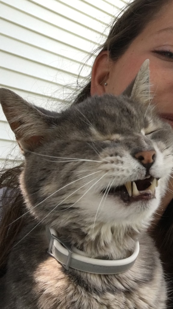 Смешные фото котов, которых подловили на середине чиха