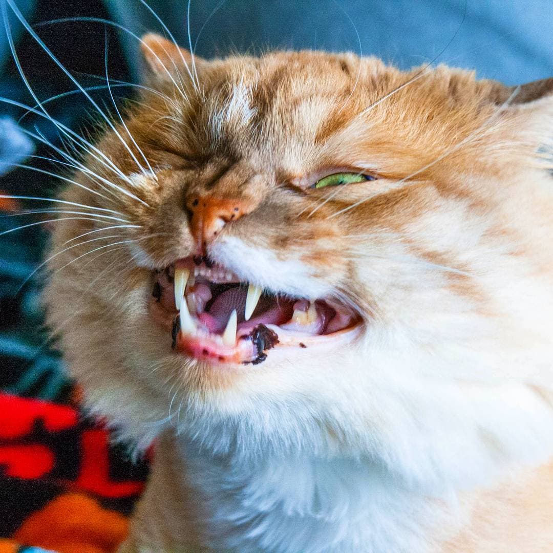 Смішні фото котів, яких підловили на середині чиха
