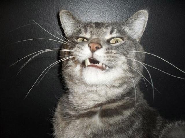 Смешные фото котов, которых подловили на середине чиха