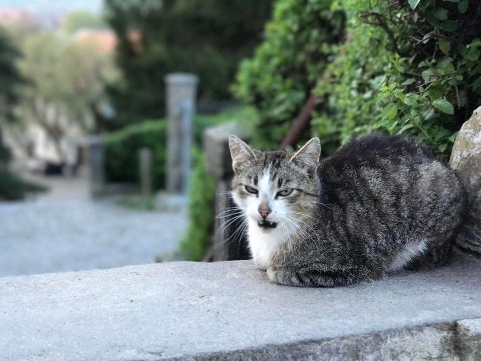 Смішні фото котів, яких підловили на середині чиха