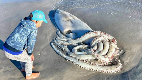 На пляж викинуло пораненого гігантського кальмара (ФОТО)