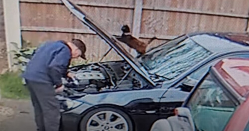 Кошка закрыла капот машины и ударила хозяина (ВИДЕО)