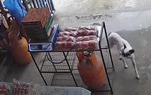 Собака прийшов у магазин, щоб вкрасти їжу (ВІДЕО)