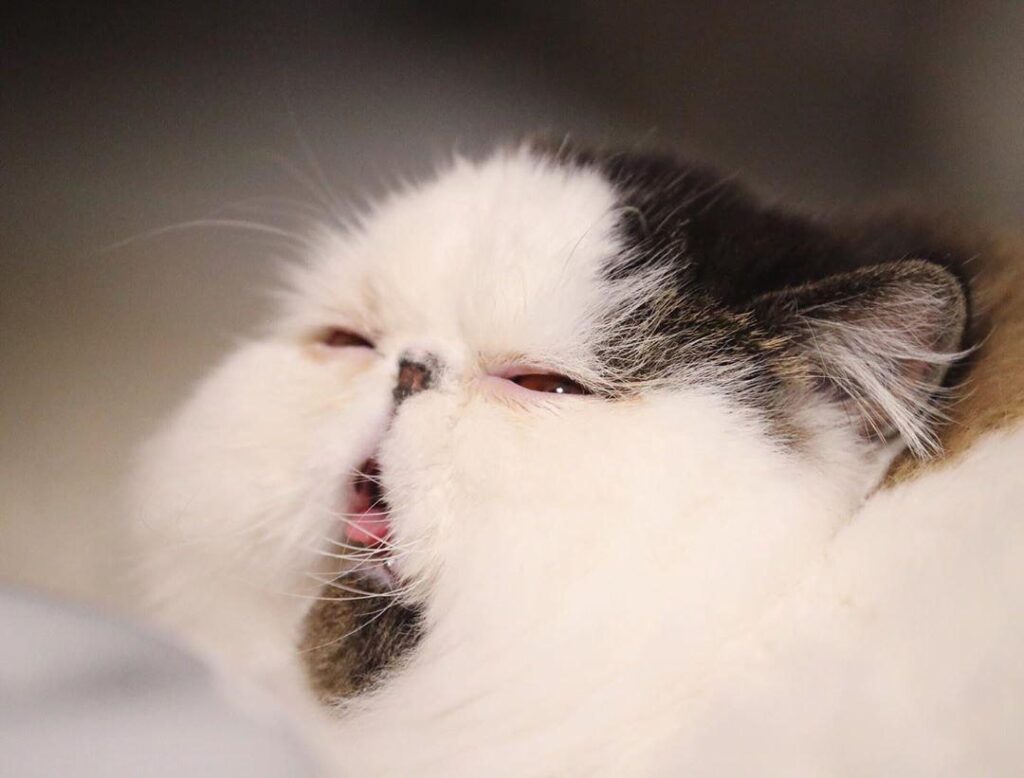 Сонний кіт став героєм популярних мемов