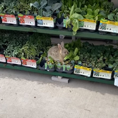 Кролик прийшов у торговий центр, щоб пообідати (ВІДЕО)