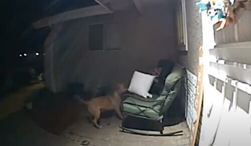 Сусідський пес з'явився в гості, щоб украсти подушку (ВІДЕО)